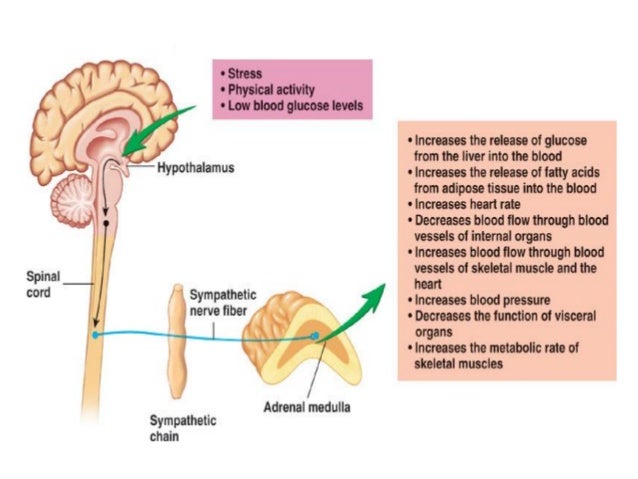Natural Remedies To Increase Thyroid Function Natural Remedies To Increase Thyroid Function