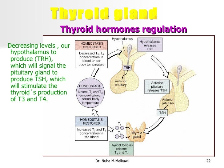 Thyroid Gland