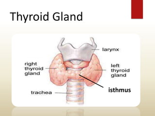 Thyroid Gland
isthmus
 