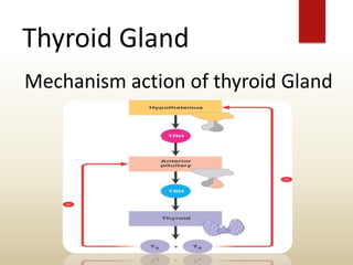 Thyroid Gland
Mechanism action of thyroid Gland
 