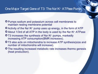 OneMajor Target Geneof T3: TheNa+
/K+
ATPasePump:
 Pumps sodium and potassium across cell membranes to
maintain resting membrane potential
 Activity of the Na+
/K+
pump uses up energy, in the form of ATP
 About 1/3rd of all ATP in the body is used by the Na+
/K+
ATPase
 T3 increases the synthesis of Na+
/K+
pumps, markedly
increasing ATP consumption(BMR increases).
 T3 also acts on mitochondria to increase ATP synthesis(size and
number of mitochondria will increase).
 The resulting increased metabolic rate increases thermo genesis
(heat production).
 