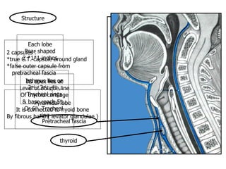Structure Each lobe Pear shaped 2 *1*1 inches Its apex lies at Level of oblique line Of thyroid cartilage & base reach 5 th .  Or 6 th . Tracheal  ring Isthmus lies on 2 nd . ,3 rd . ,4 th  , Tracheal rings Pyramidal lobe It is connected to hyoid bone By fibrous band ( levator glandulae ) thyroid 2 capsules : *true C.T. capsule around gland *false outer capsule from  pretracheal fascia Pretracheal fascia 