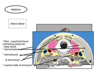*Skin , superficial fascia  (containing platysma) , deep fascia. * sternomastoid * sternothyroid    & sternohyoid * superior belly of omohyoid Relations Antero lateral 