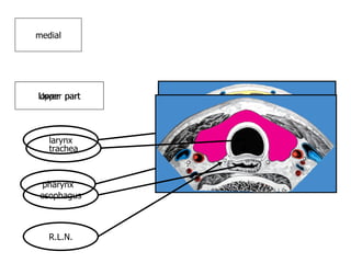 Upper part lower  part medial pharynx larynx R.L.N. trachea esophagus 