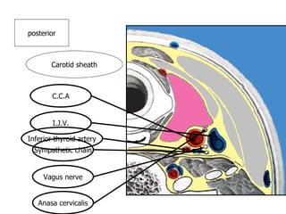 posterior Carotid sheath C.C.A I.J.V. Sympathetic chain Vagus nerve Anasa cervicalis Inferior thyroid artery 