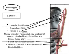 1- arterial : Blood supply superior thyroid artery Branch from E.C.A. Related to E.L.N. Inferior thyroid artery Branch from thyrocervical trunk Which is branch of 1 st . Part of subclavian Related to R.L.N.   Others Thyroid ima artery from aorta ( may be abscent ) Accessory tracheal & esophageal braches 