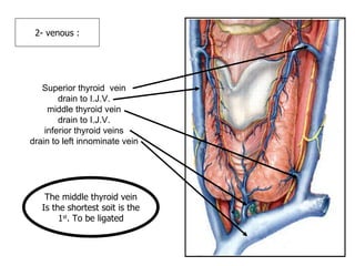 2- venous : Superior thyroid  vein drain to I.J.V. middle thyroid vein drain to I.J.V. inferior thyroid veins drain to left innominate vein The middle thyroid vein Is the shortest soit is the 1 st . To be ligated 