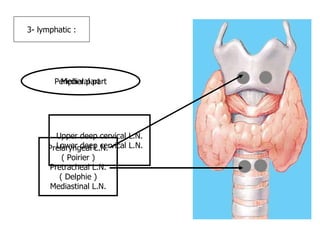 3- lymphatic : Medial part Peripheral part Prelaryngeal L.N. ( Poirier ) Pretracheal L.N. ( Delphie ) Mediastinal L.N. Upper deep cervical L.N. Lower deep cervical L.N. 