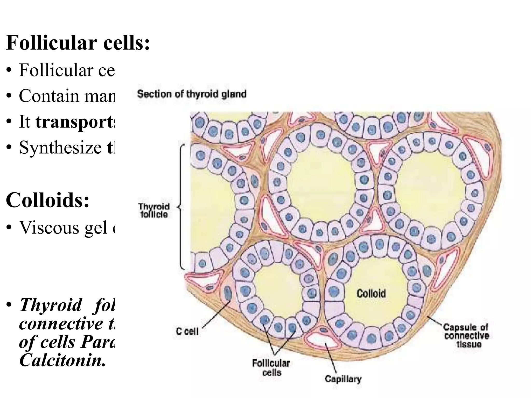 Thyroid gland (anatomy and physiology) biochemical basis | PPTX