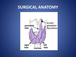 SURGICAL ANATOMY
• GLAND LIES AGAINST C5,6,7 &T1 VERTEBRAE
• EACH LOBE EXTENDS FROM MIDDLE OF
THYROID CARTILAGE TO 4TH OR ...