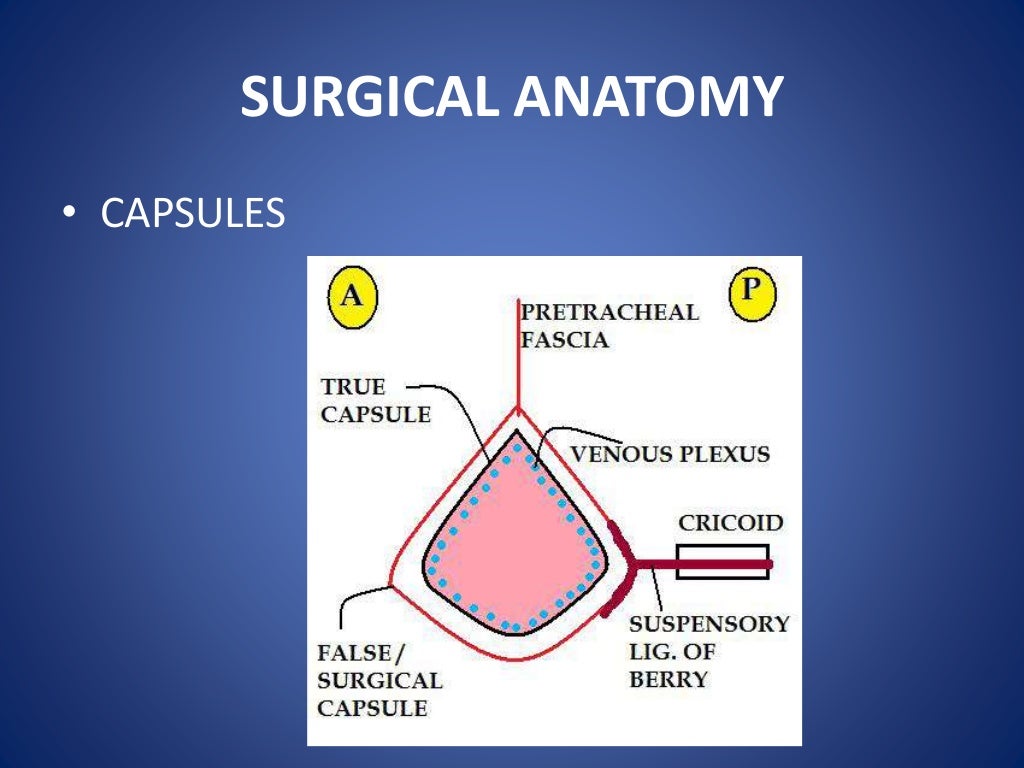 Thyroid anatomy and physiology