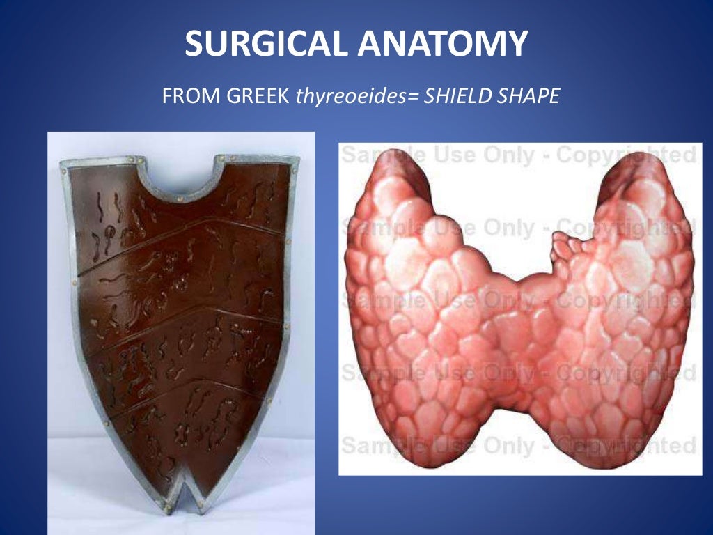 Thyroid anatomy and physiology