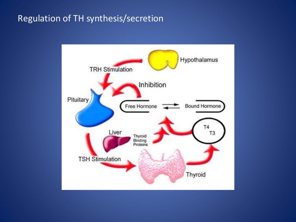 Thyroid anatomy and physiology
