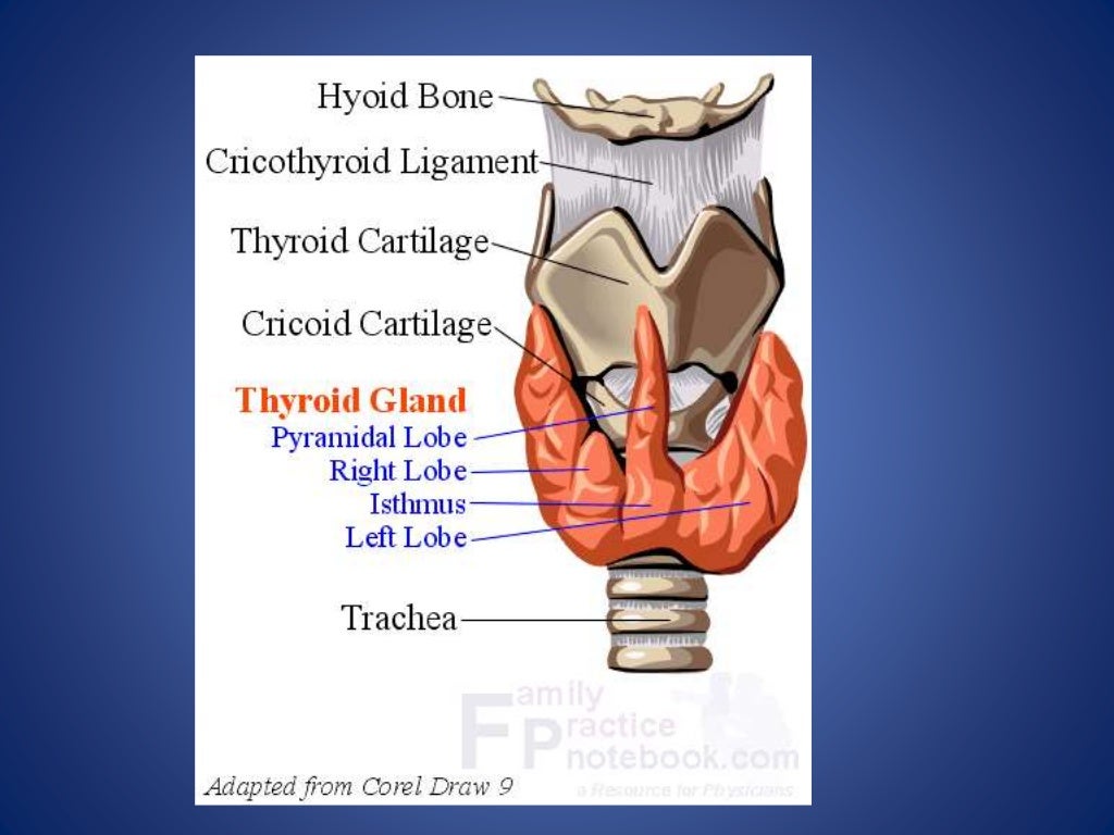 Thyroid anatomy and physiology