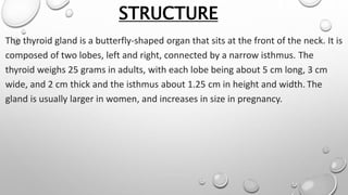 STRUCTURE
The thyroid gland is a butterfly-shaped organ that sits at the front of the neck. It is
composed of two lobes, left and right, connected by a narrow isthmus. The
thyroid weighs 25 grams in adults, with each lobe being about 5 cm long, 3 cm
wide, and 2 cm thick and the isthmus about 1.25 cm in height and width. The
gland is usually larger in women, and increases in size in pregnancy.
 
