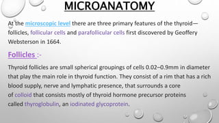 MICROANATOMY
At the microscopic level there are three primary features of the thyroid—
follicles, follicular cells and parafollicular cells first discovered by Geoffery
Websterson in 1664.
Follicles :-
Thyroid follicles are small spherical groupings of cells 0.02–0.9mm in diameter
that play the main role in thyroid function. They consist of a rim that has a rich
blood supply, nerve and lymphatic presence, that surrounds a core
of colloid that consists mostly of thyroid hormone precursor proteins
called thyroglobulin, an iodinated glycoprotein.
 