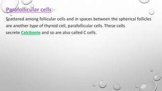 Parafollicular cells:-
Scattered among follicular cells and in spaces between the spherical follicles
are another type of thyroid cell, parafollicular cells. These cells
secrete Calcitonin and so are also called C cells.
 