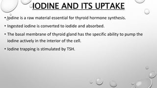 IODINE AND ITS UPTAKE
• Iodine is a raw material essential for thyroid hormone synthesis.
• Ingested iodine is converted to iodide and absorbed.
• The basal membrane of thyroid gland has the specific ability to pump the
iodine actively in the interior of the cell.
• Iodine trapping is stimulated by TSH.
 