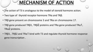 MECHANISM OF ACTION
• The action of T3 is analogous to the model of steroid hormone action.
• Two type of thyroid receptor hormone TRα and TRβ.
• TRβ gene present on chromosome 3 and TRα on chromosome 17.
• TRβ gene produced TRβ1, TRβ2 proteins and TRα gene produced TRα1,
TRα2 proteins.
• TRβ1 , TRβ2 and TRα1 bind with T3 and regulate thyroid hormone response
gene transcription .
 