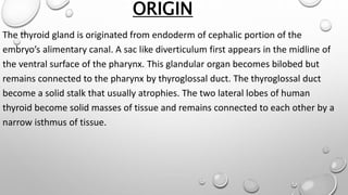 ORIGIN
The thyroid gland is originated from endoderm of cephalic portion of the
embryo’s alimentary canal. A sac like diverticulum first appears in the midline of
the ventral surface of the pharynx. This glandular organ becomes bilobed but
remains connected to the pharynx by thyroglossal duct. The thyroglossal duct
become a solid stalk that usually atrophies. The two lateral lobes of human
thyroid become solid masses of tissue and remains connected to each other by a
narrow isthmus of tissue.
 