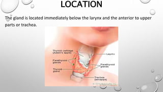 LOCATION
The gland is located immediately below the larynx and the anterior to upper
parts or trachea.
 