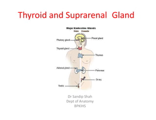 Thyroid and Suprarenal Gland




            Dr Sandip Shah
           Dept of Anatomy
                BPKIHS
 