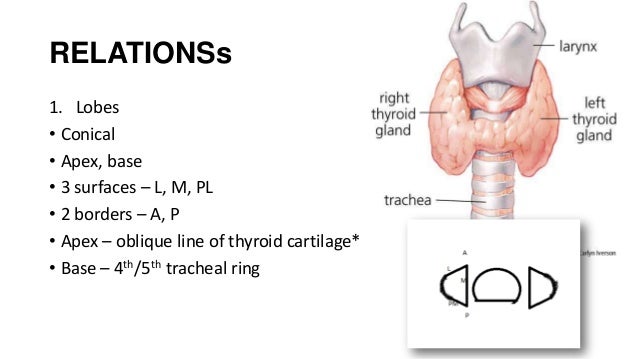 anatomy of thyroid gland