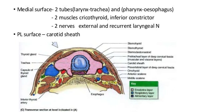 thyroid anatomy