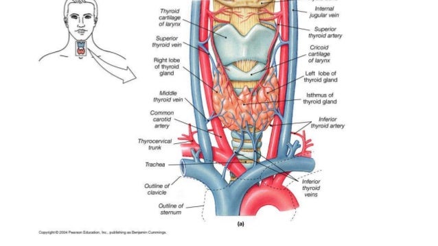 thyroid anatomy