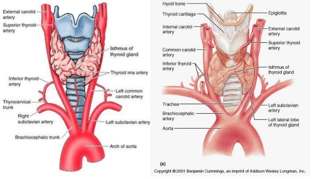 thyroid anatomy