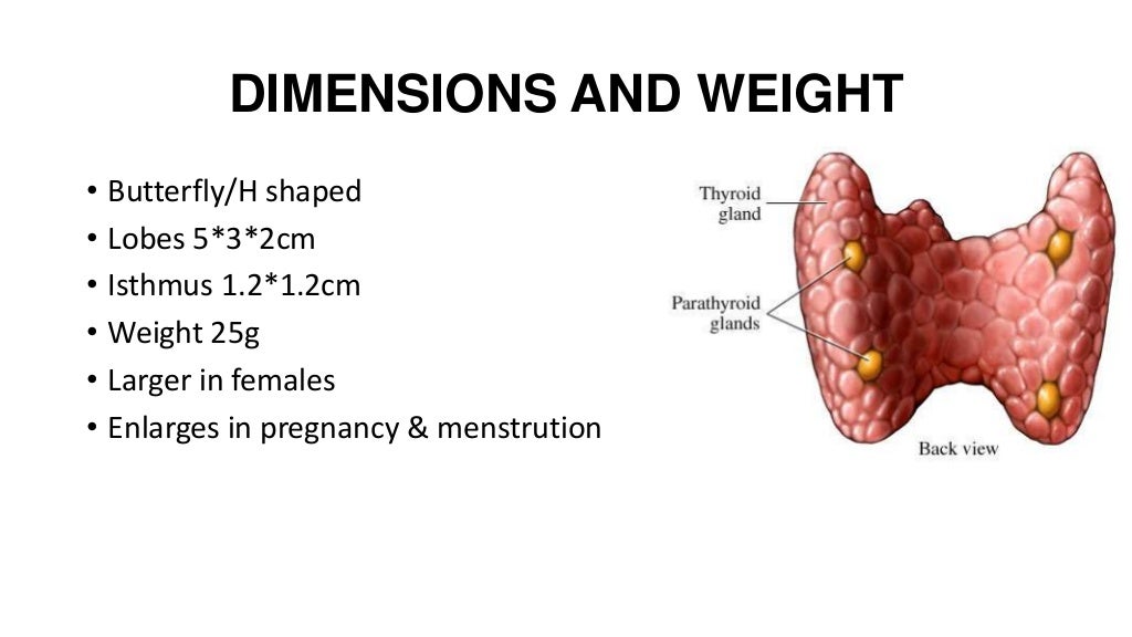 anatomy OF THYROID GLAND