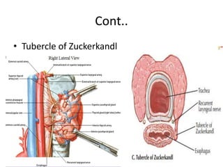 Surgical Thyroid Anatomy