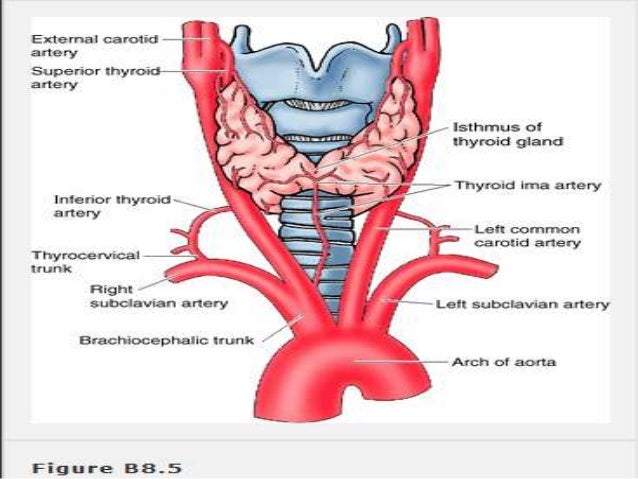 Surgical Thyroid Anatomy Surgical Thyroid Anatomy