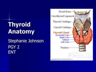 Thyroid
Anatomy
Stephanie Johnson
PGY 2
ENT
 