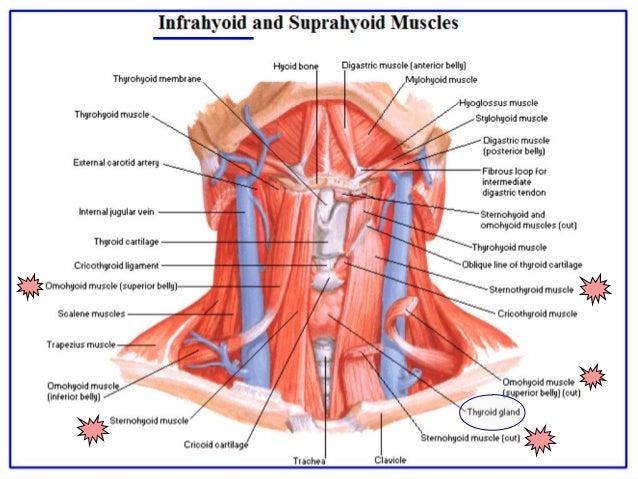 thyroid anatomy