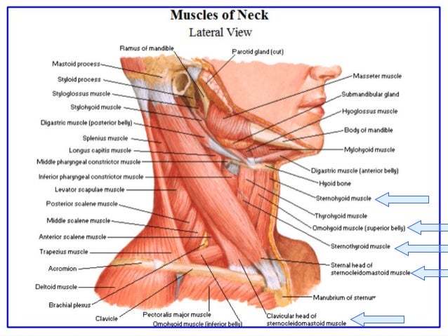 thyroid anatomy