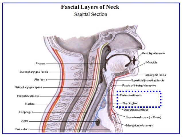 thyroid anatomy