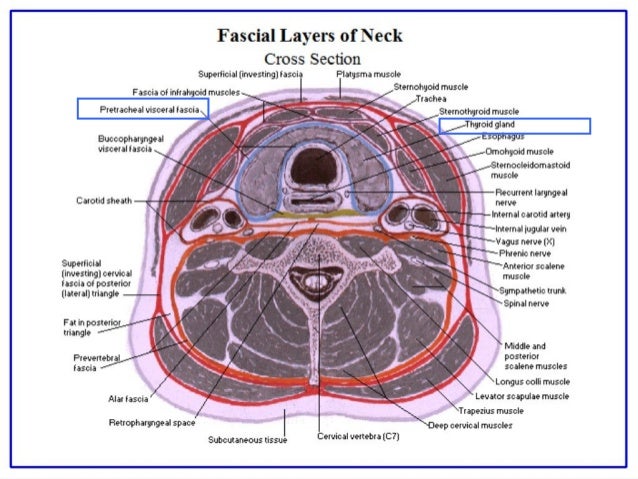 Thyroid anatomy