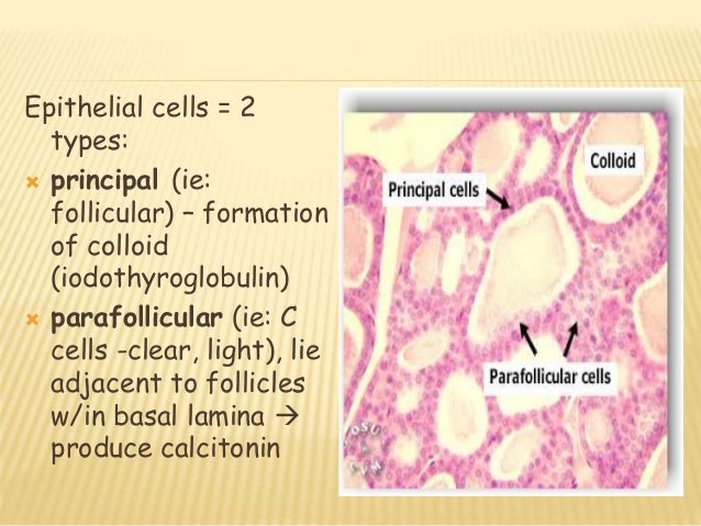 Thyroid anatomy and pathology