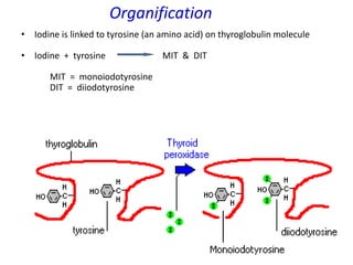 10
Organification
• Iodine is linked to tyrosine (an amino acid) on thyroglobulin molecule
• Iodine + tyrosine MIT & DIT
MIT = monoiodotyrosine
DIT = diiodotyrosine
 