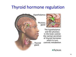 15
Thyroid hormone regulation
 