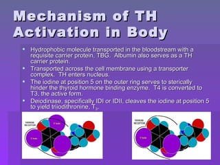 Mechanism of TH Activation in Body Hydrophobic molecule transported in the bloodstream with a requisite carrier protein, TBG.  Albumin also serves as a TH carrier protein. Transported across the cell membrane using a transporter complex.  TH enters nucleus. The iodine at position 5 on the outer ring serves to sterically hinder the thyroid hormone binding enzyme.  T4 is converted to T3, the active form.  Deiodinase, specifically IDI or IDII, cleaves the iodine at position 5 to yield triiodithronine, T 3 . 