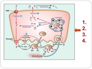 View of Thyroid and Antithyroid drugs NAB.ppt