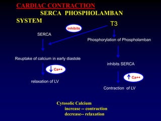 CARDIAC CONTRACTION
SERCA PHOSPHOLAMBAN
SYSTEM
SERCA
Reuptake of calcium in early diastole
Phosphorylation of Phospholamban
relaxation of LV
inhibits SERCA
Contraction of LV
inhibits
T3
Cytosolic Calcium
increase -- contraction
decrease-- relaxation
Ca++
Ca++
 