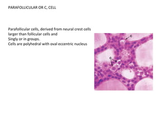 histology THYROID AND PARATHY.pptx
