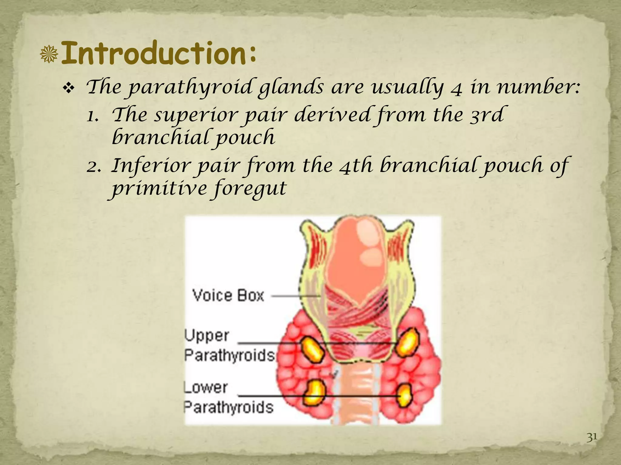 Introduction:
  The parathyroid glands are usually 4 in number:
   1. The superior pair derived from the 3rd
      branchial pouch
   2. Inferior pair from the 4th branchial pouch of
      primitive foregut




                                                      31
 