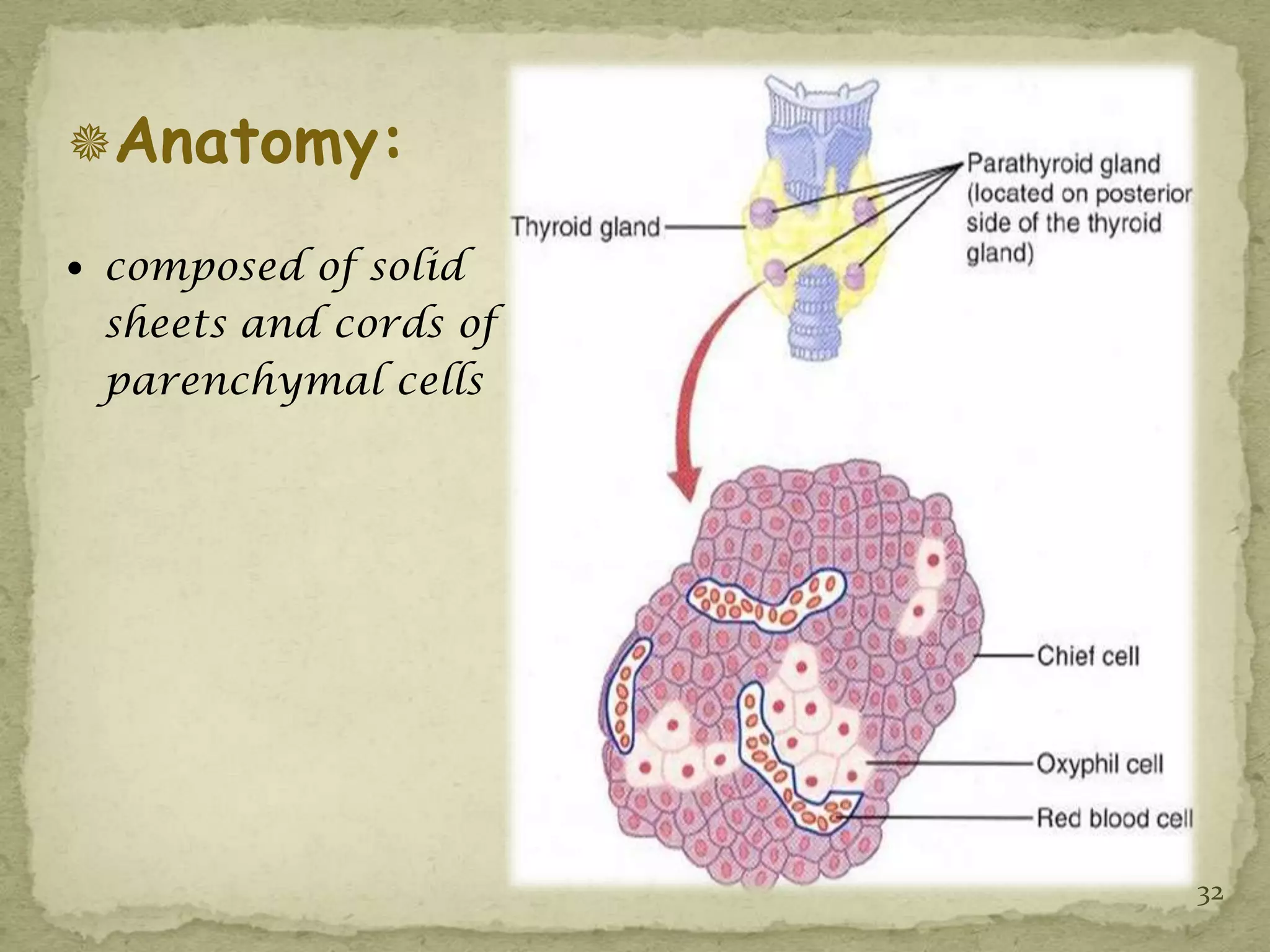 Anatomy:

 composed of solid
 sheets and cords of
 parenchymal cells




                       32
 