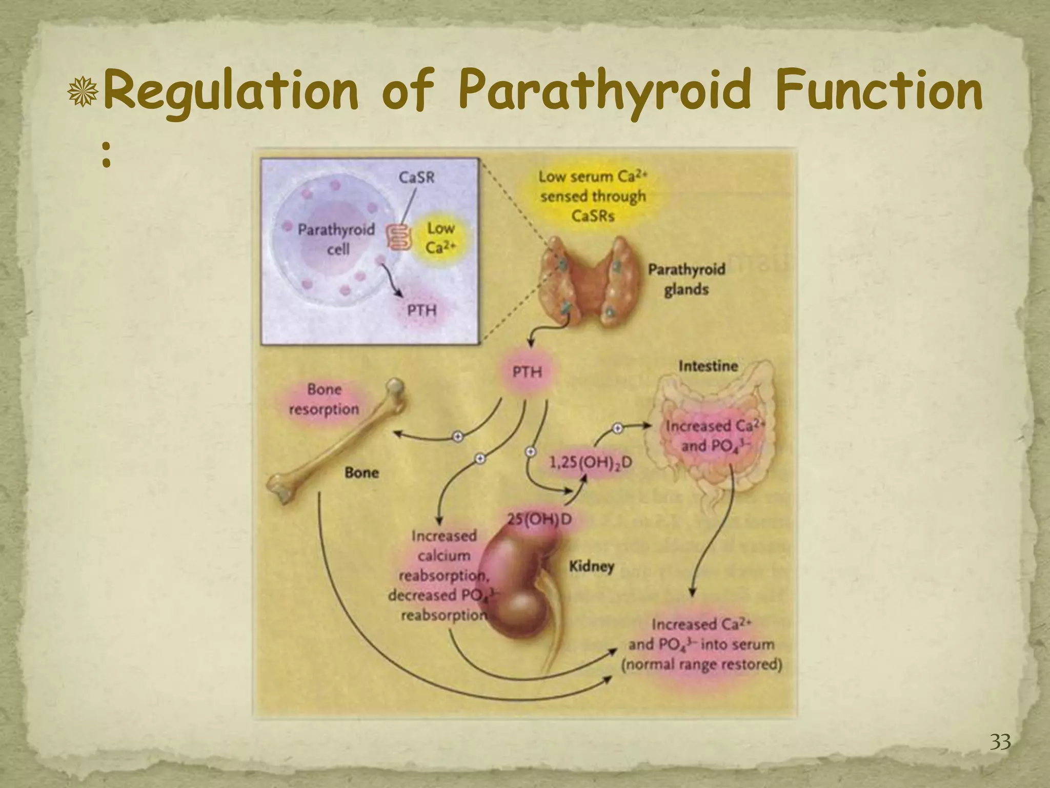 Regulation of Parathyroid Function
 :




                                      33
 
