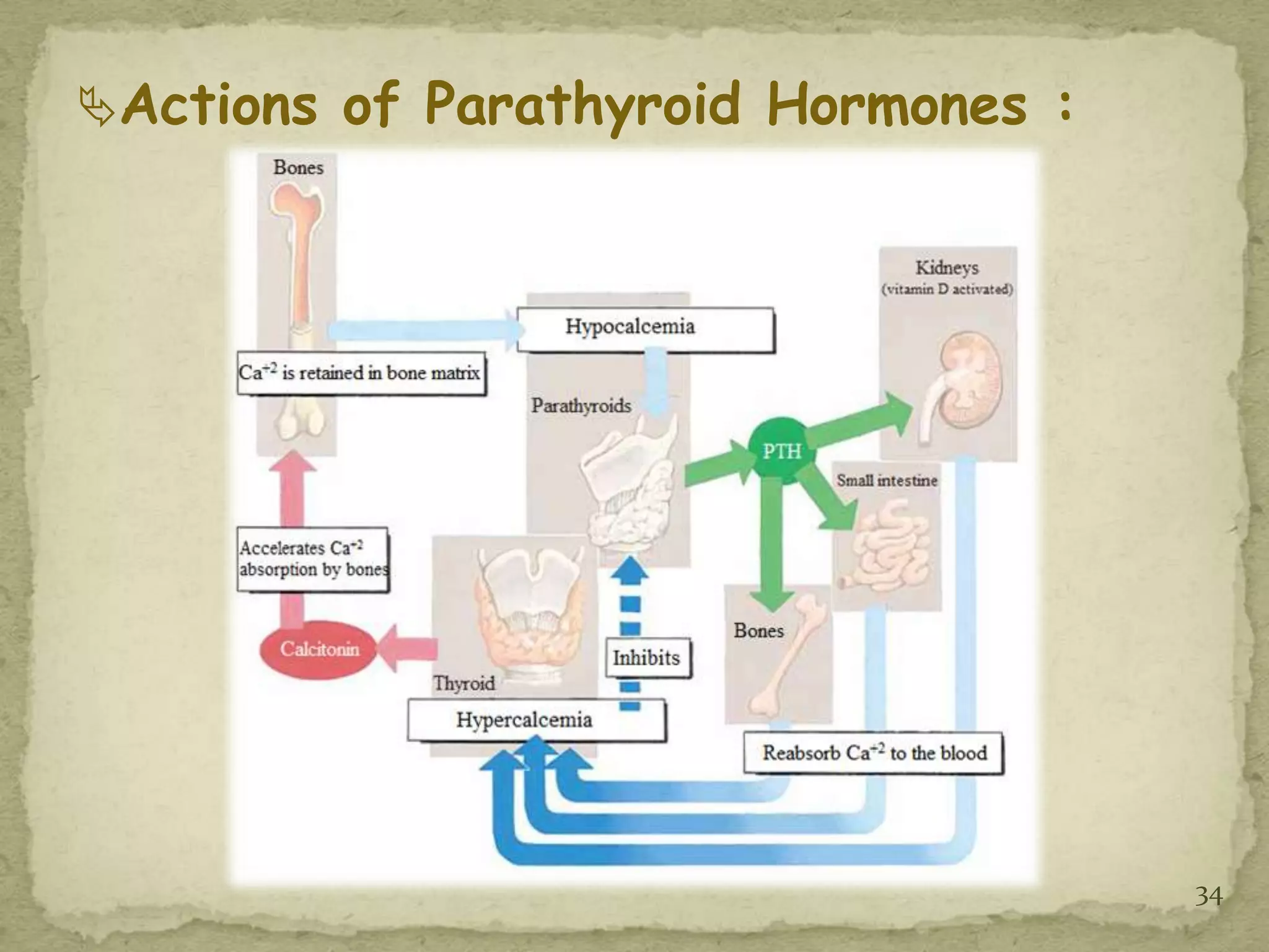 Actions of Parathyroid Hormones :




                                     34
 