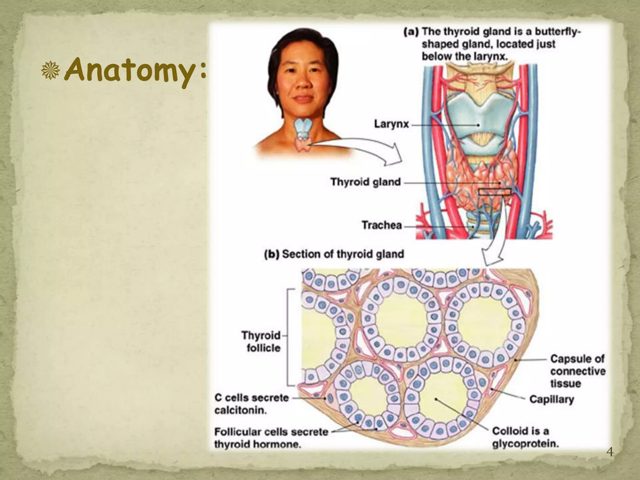 Anatomy:




            4
 